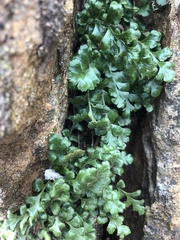 Asplenium subglandulosum