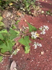 Fagopyrum esculentum