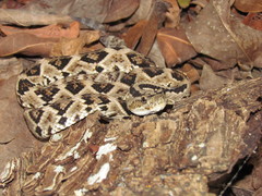 Crotalus tzabcan
