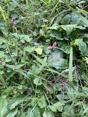 Persicaria longiseta