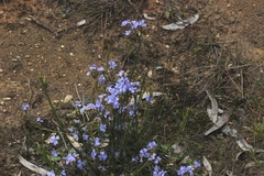 Dampiera stricta