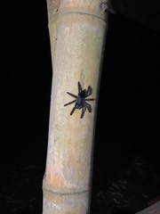 Avicularia purpurea