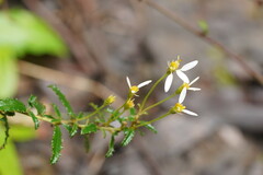 Olearia erubescens