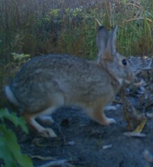 Sylvilagus nuttallii