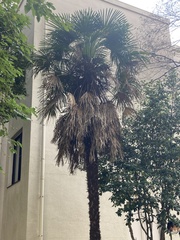 Trachycarpus fortunei