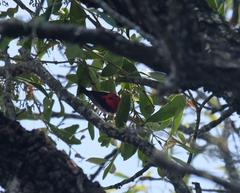 Myzomela sanguinolenta