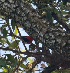 Myzomela sanguinolenta