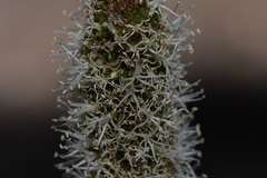 Xanthorrhoea minor minor