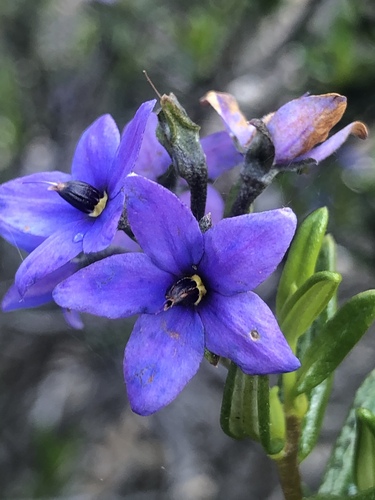 Halgania andromedifolia Behr & F.Muell. ex F.Muell.