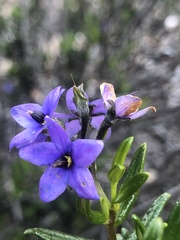 Halgania andromedifolia