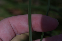 Xanthorrhoea minor minor