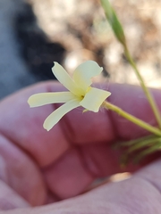 Pelargonium elongatum