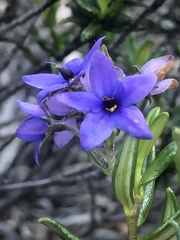 Halgania andromedifolia