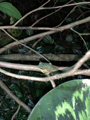 Callimedusa tomopterna