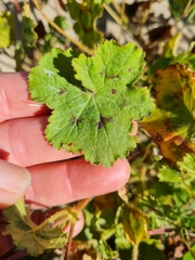 Pelargonium elongatum