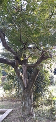 Acer