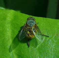 Calliphora hilli