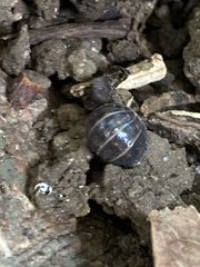Armadillidium vulgare