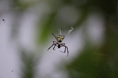 Argiope anasuja