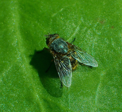 Calliphora hilli