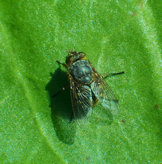 Calliphora hilli