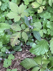 Justicia procumbens