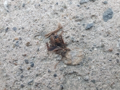 Leptoglossus occidentalis