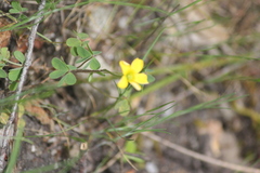 Oxalis perennans