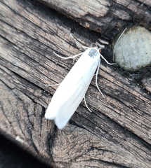 Tipanaea patulella