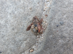 Leptoglossus occidentalis