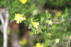 Hibbertia