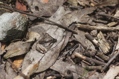Bombyliidae