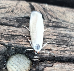 Tipanaea patulella
