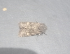 Aporophyla chioleuca