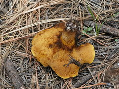 Suillus kaibabensis