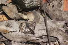 Bombyliidae