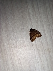 Ricaniidae