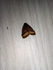 Ricaniidae