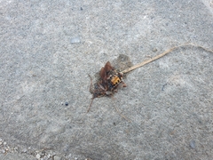Leptoglossus occidentalis