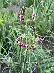 Pelargonium schlechteri