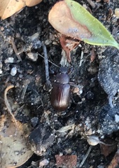 Tenebrionidae