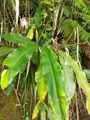 Alpinia sessiliflora