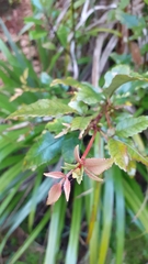 Pterophylla racemosa