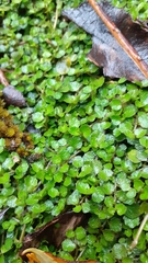 Lobelia angulata