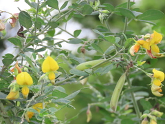 Crotalaria capensis