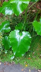Cardiocrinum giganteum