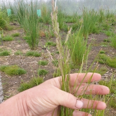 Poa labillardierei labillardierei