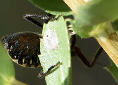 Apiomerus montanus