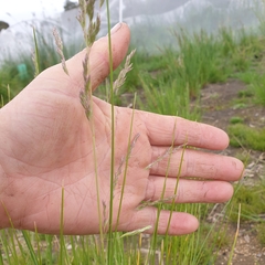 Poa labillardierei labillardierei