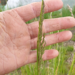 Poa labillardierei labillardierei